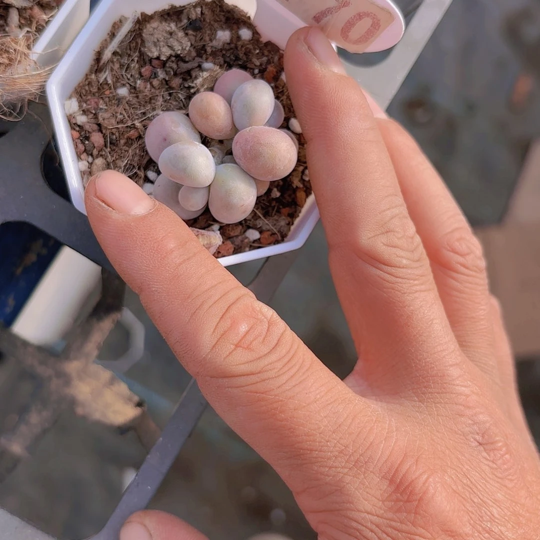 C770奶酪一物一拍