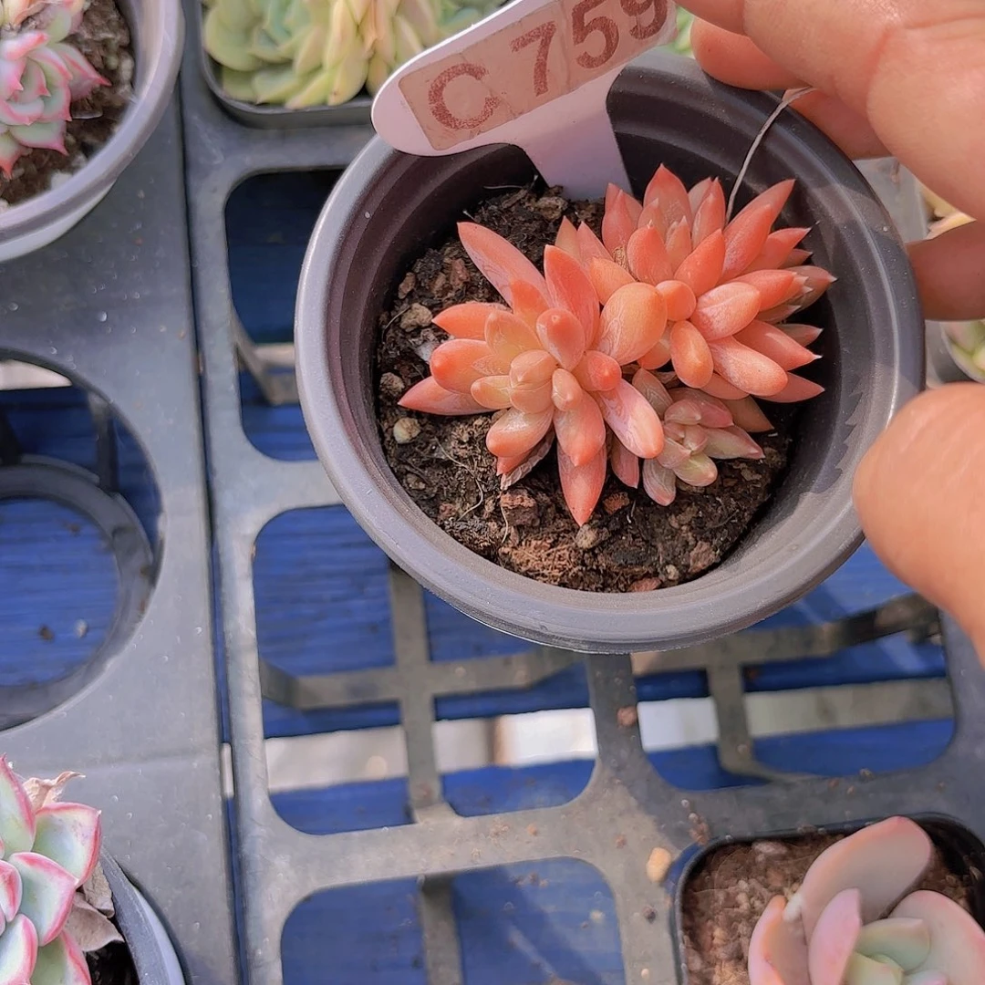 C759炫彩星一物一拍