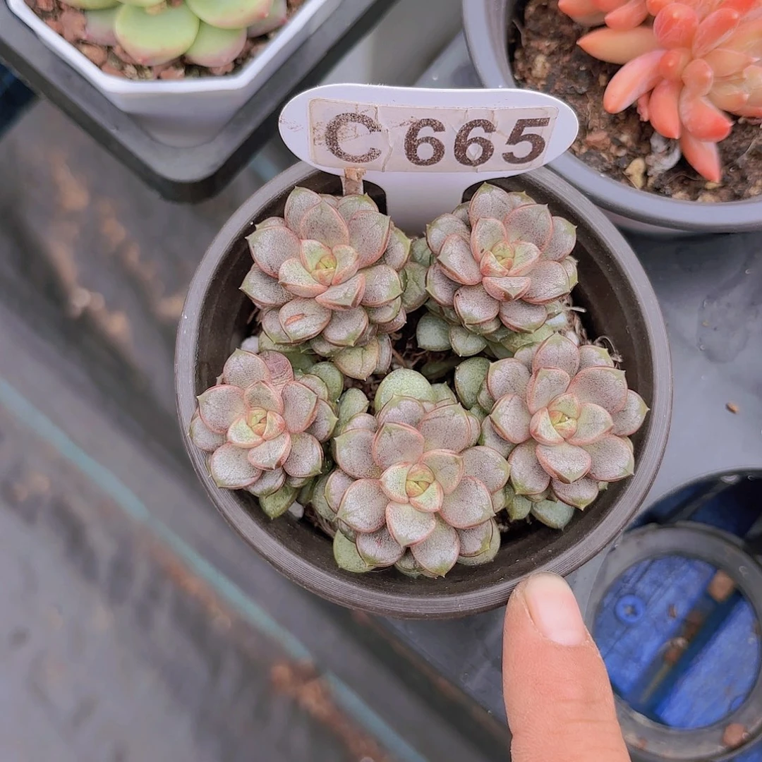 C665葡萄一物一拍