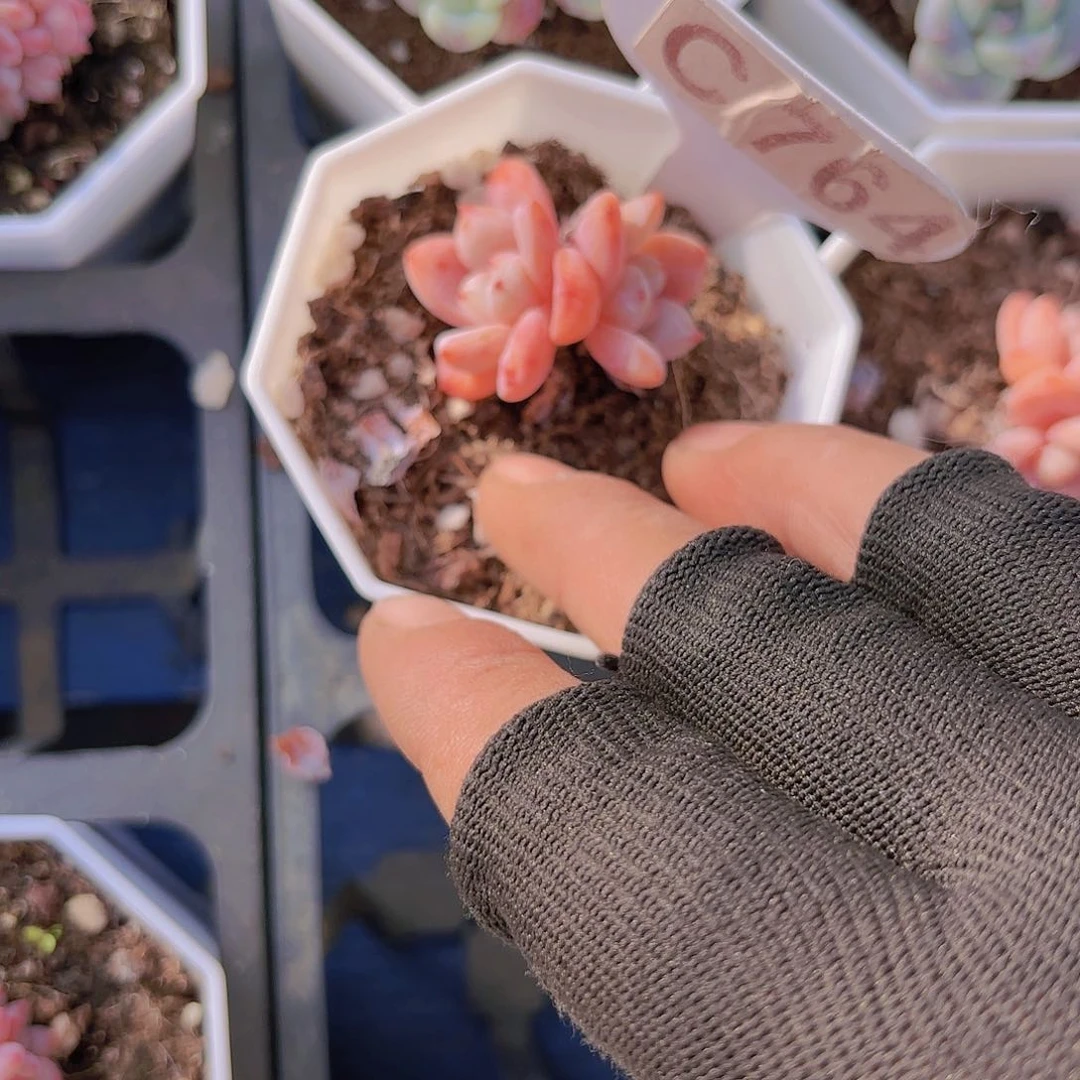 C764星星雪一物一拍