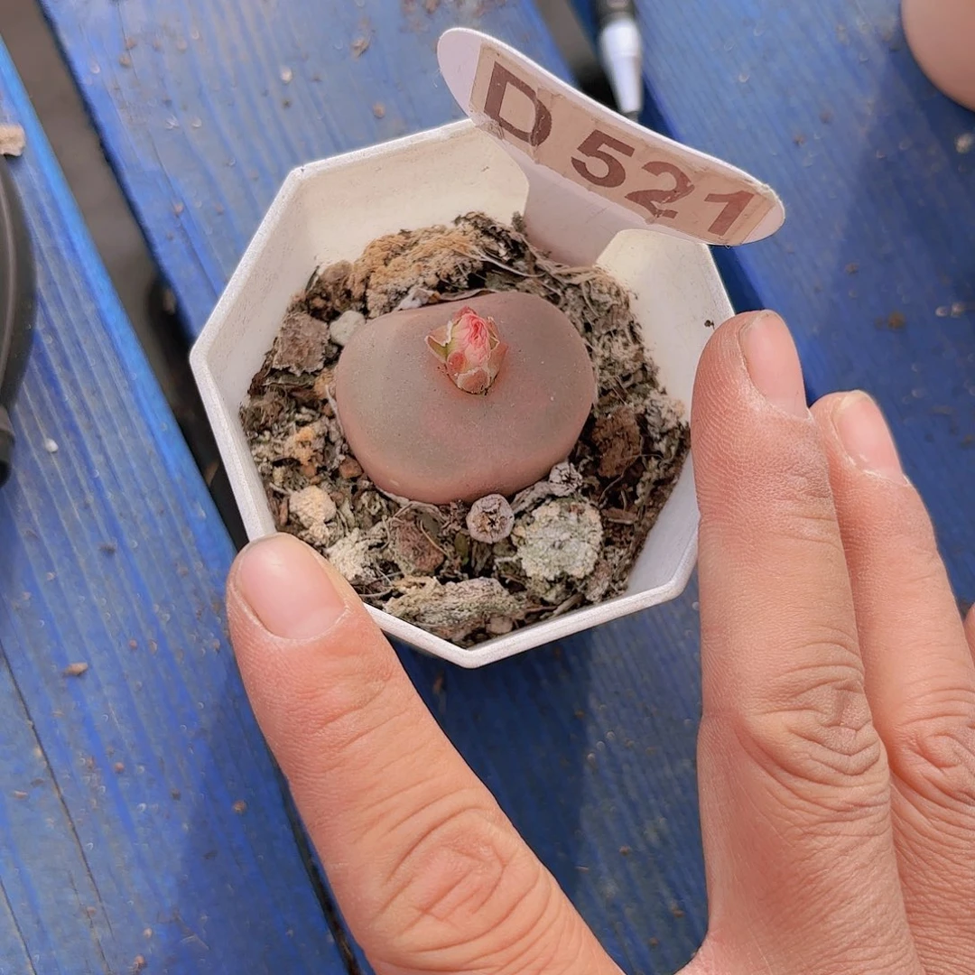 D521毛汗尼一物一拍