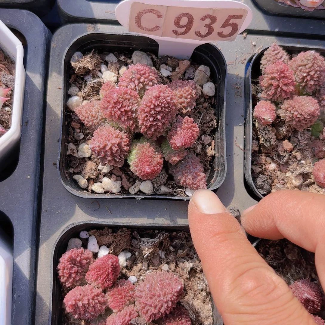 C935朱子语一物一拍