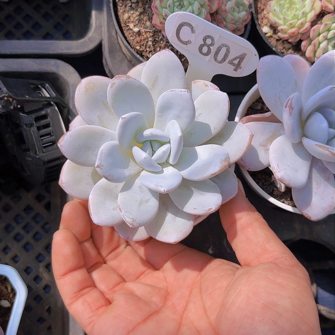 C804雪莲yi wu yi pai