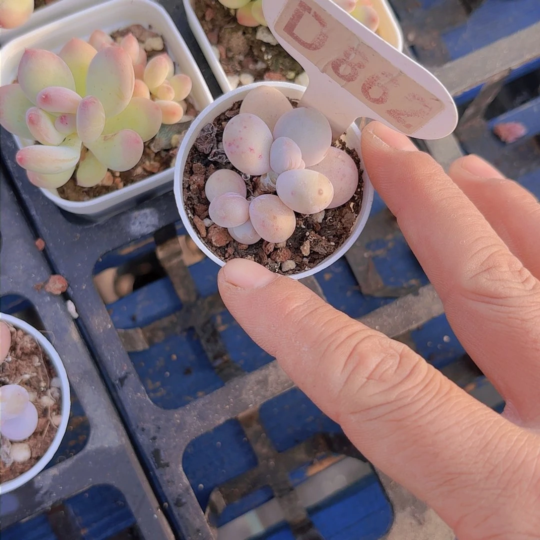 D862奶酪一物一拍