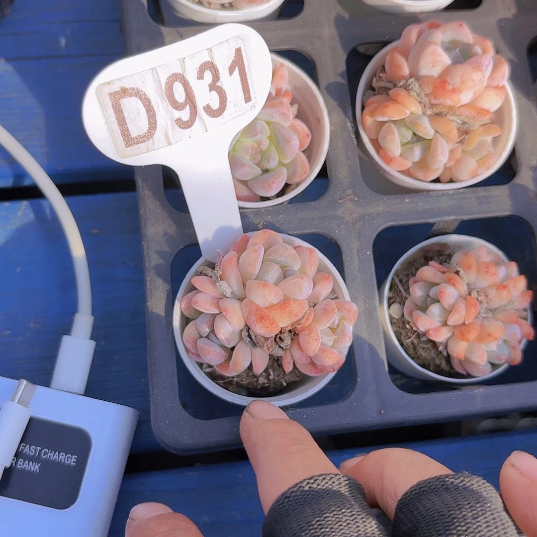 D931刚毅一物一拍