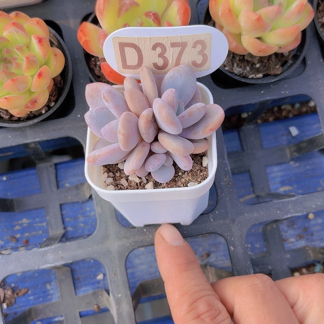 D373粉兔一物一拍