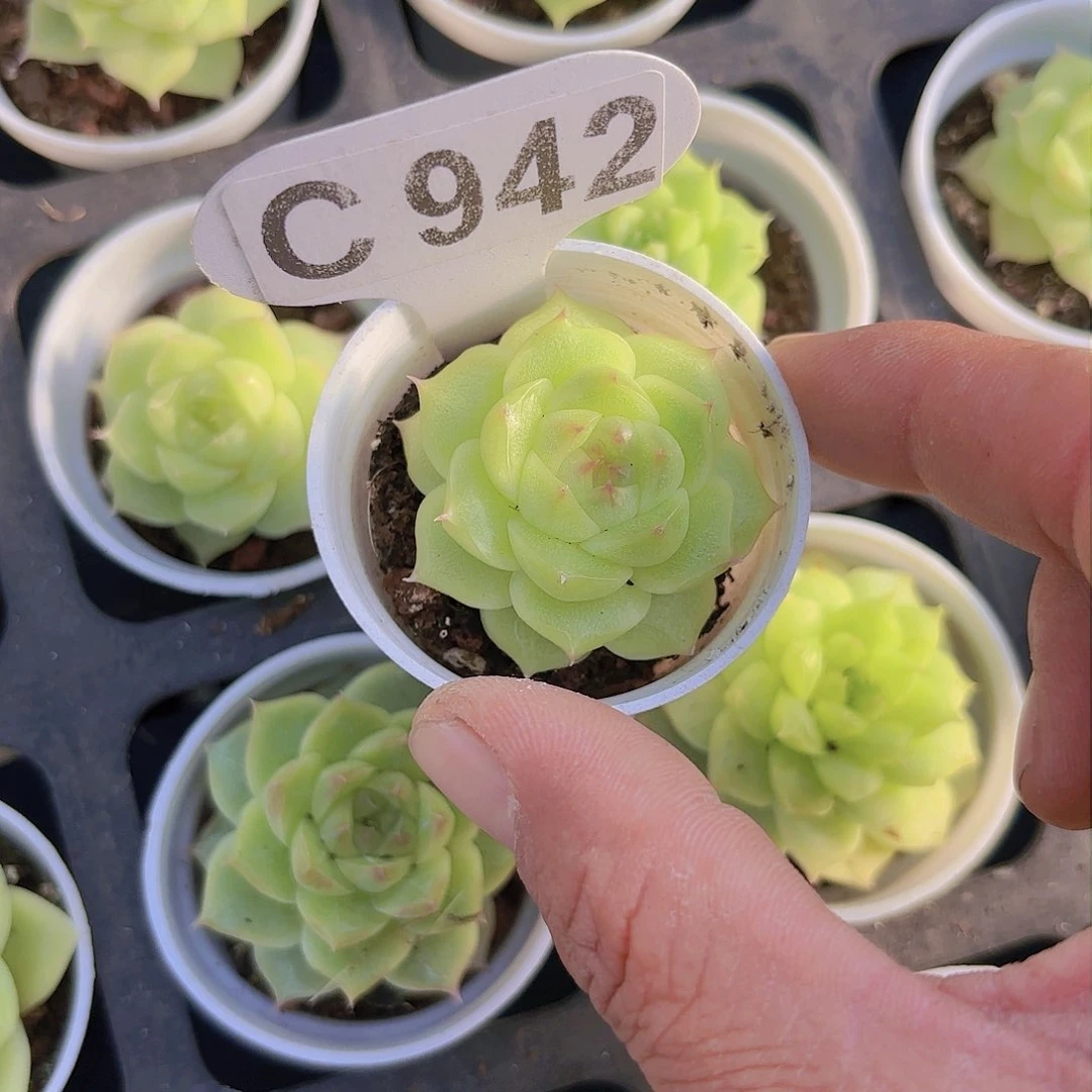 C942翡翠珍妮一物一拍