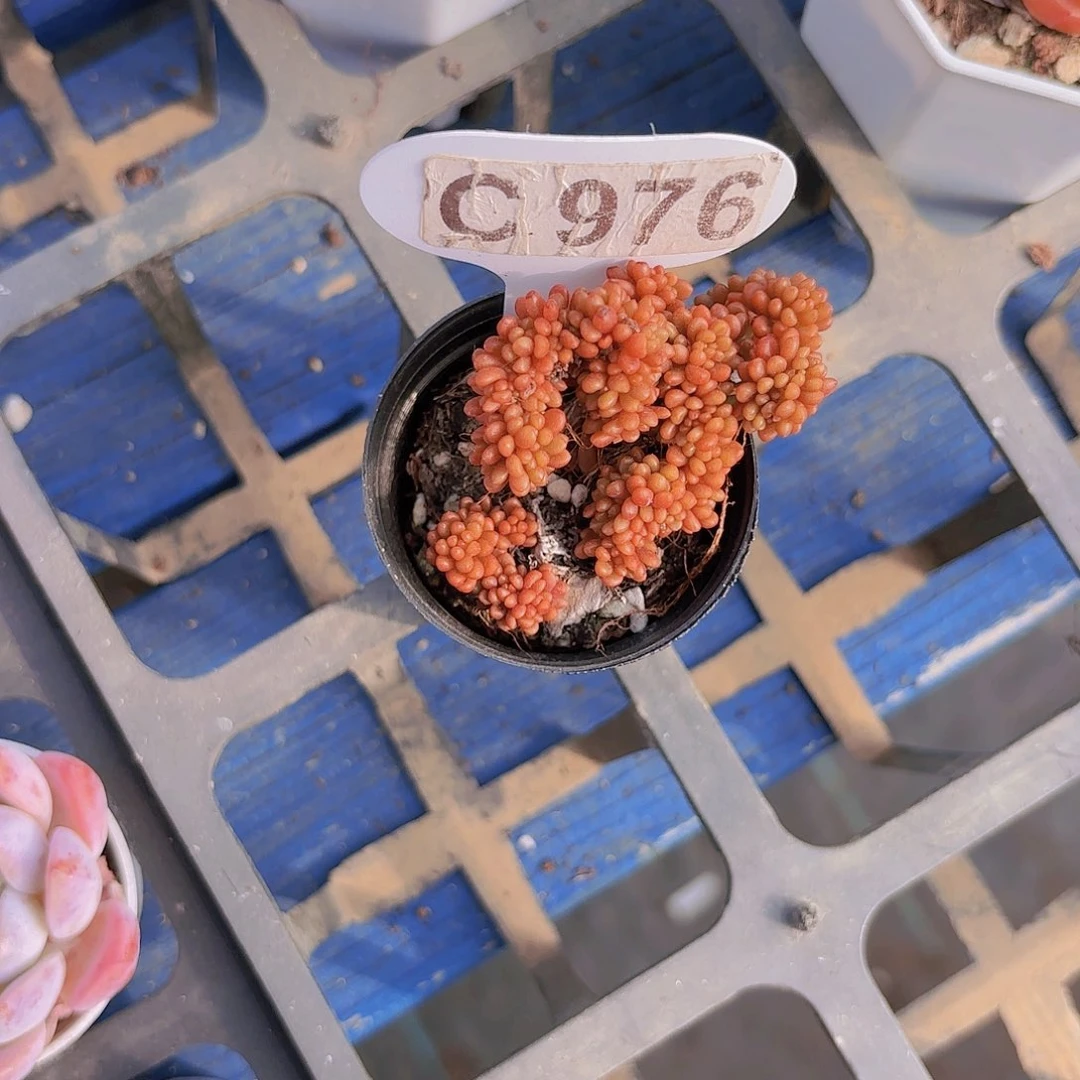 圣**雪C976红色浆果缀一物一拍