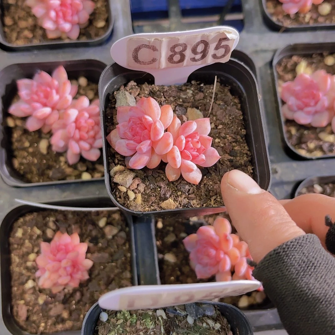 C895星星橙一物一拍