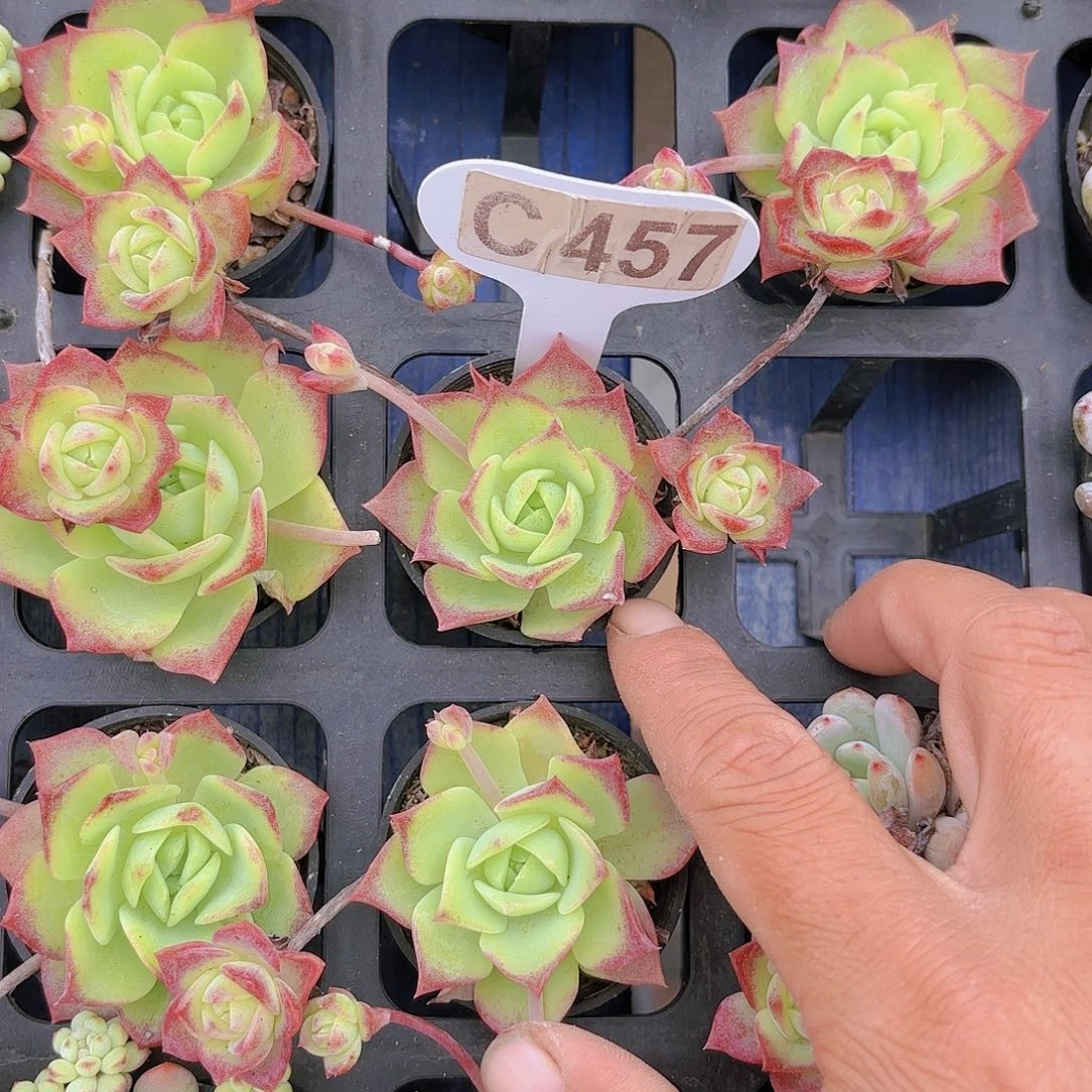 C457翡翠他一物一拍