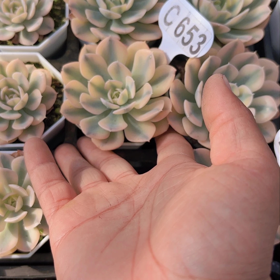 锦*C653鲁氏一物一拍