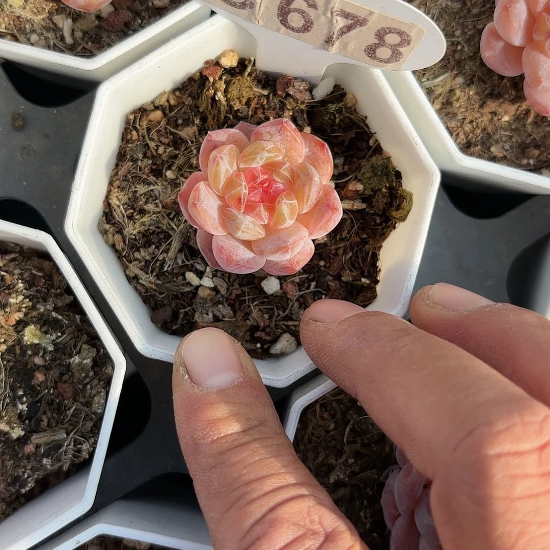C678糖心一物一拍