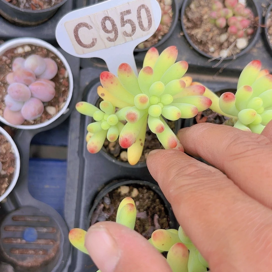 C950乙女心yi wu yi pai