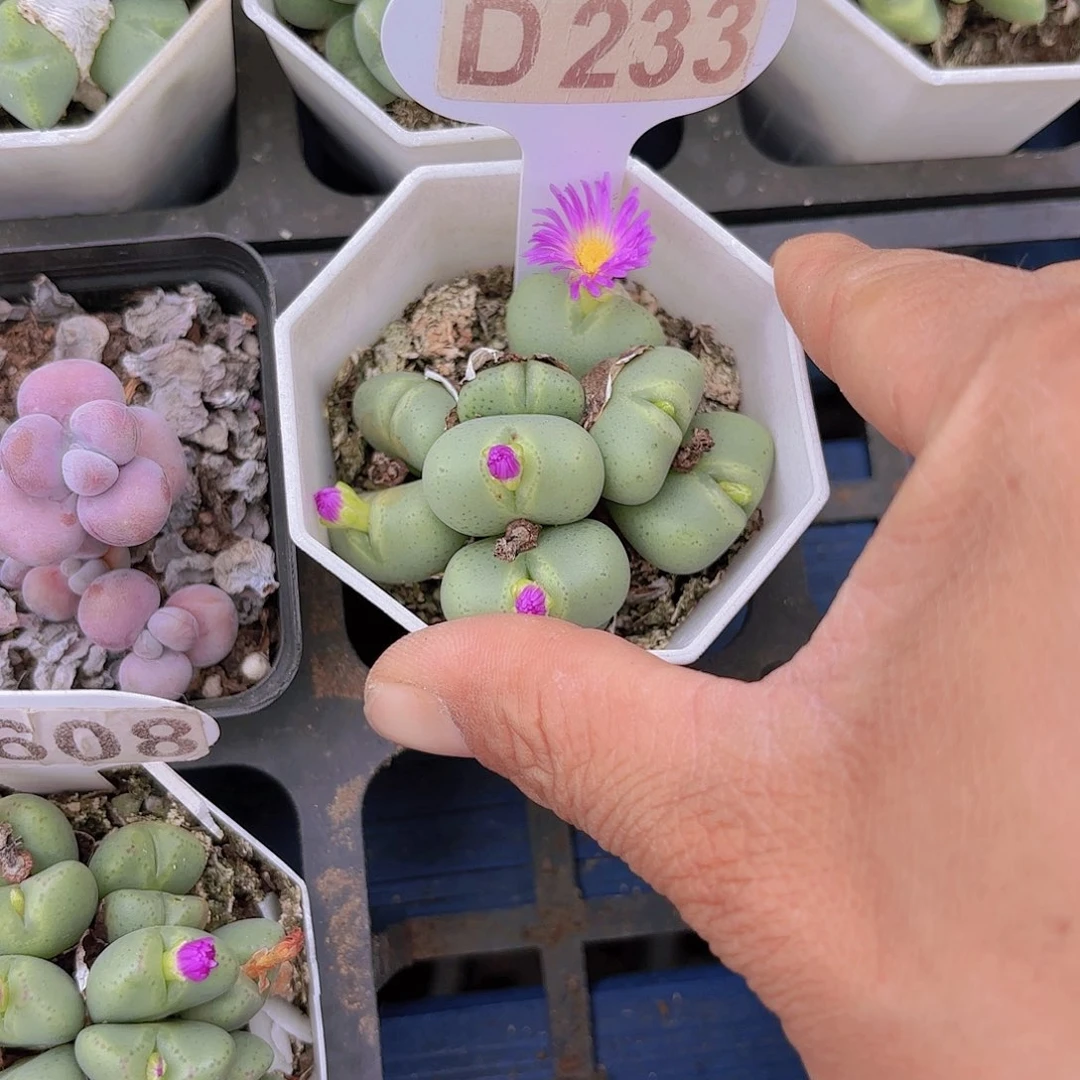 好D233少将杂交一物一拍