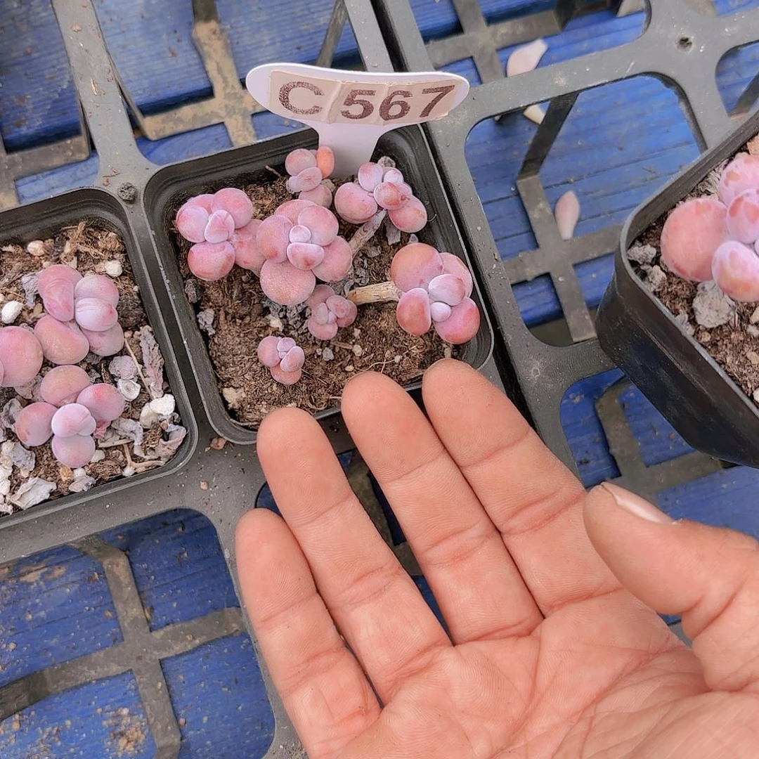 金*铛C567腰子蛋一物一拍