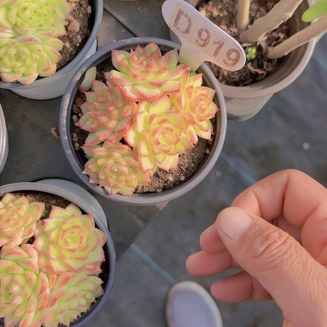 D919玫瑰女王一物一拍