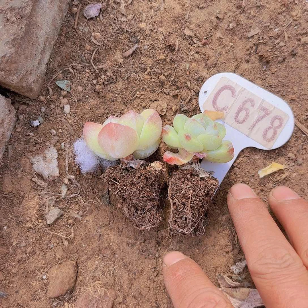 愿***C678两颗冰玉一物一拍