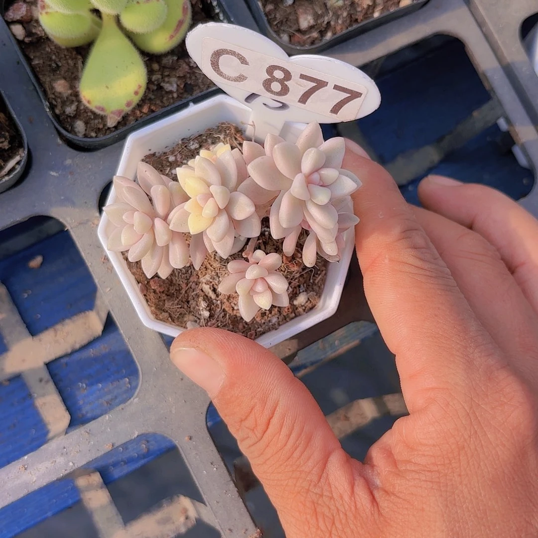 C877姬秋丽锦一物一拍