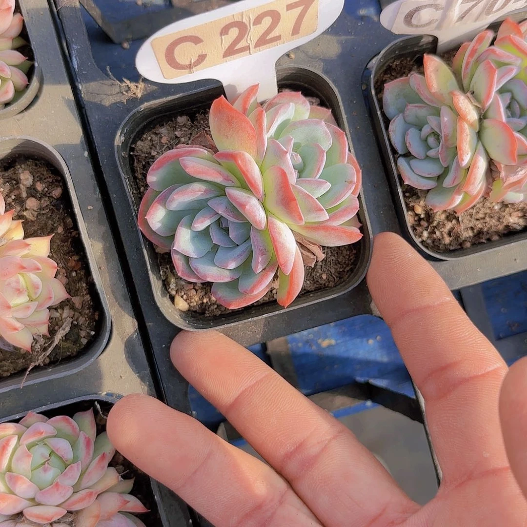 C227莎莎女王yi wu yi pai