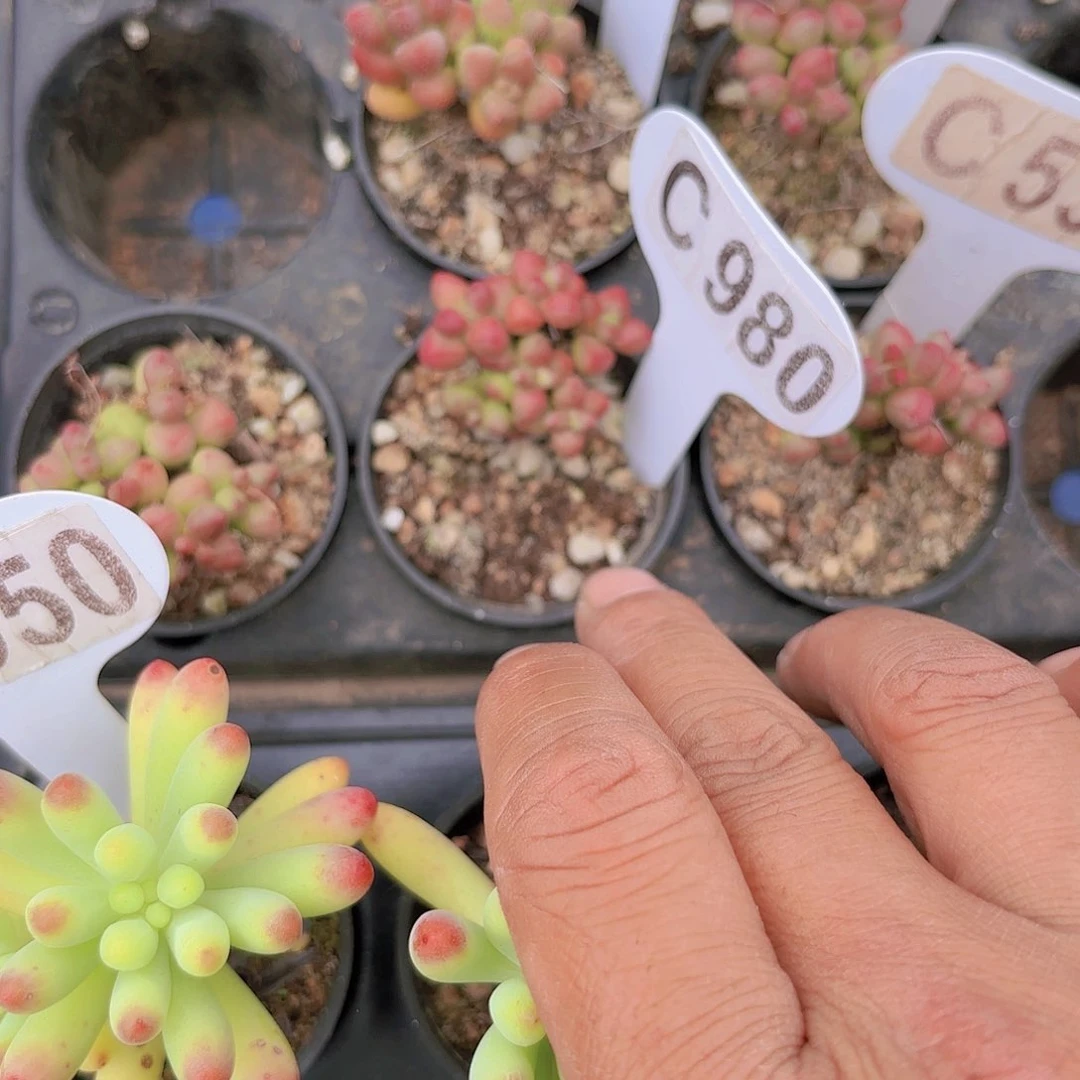 好C980不知名yi wu yi pai