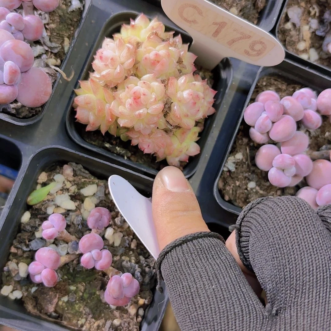 C179樱花一物一拍