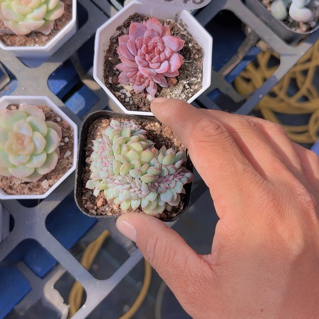 L****rC843两颗yi eu yi pai