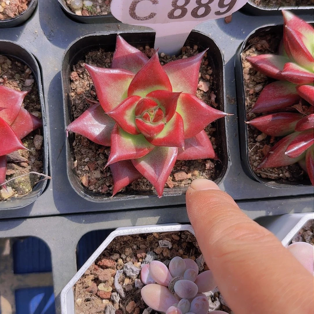 C889罗宾一物一拍