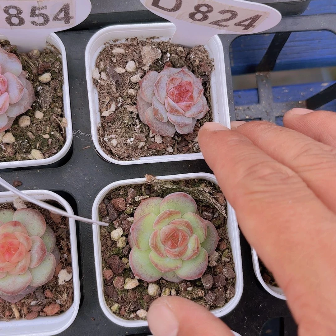 D824桃花一物一拍多肉