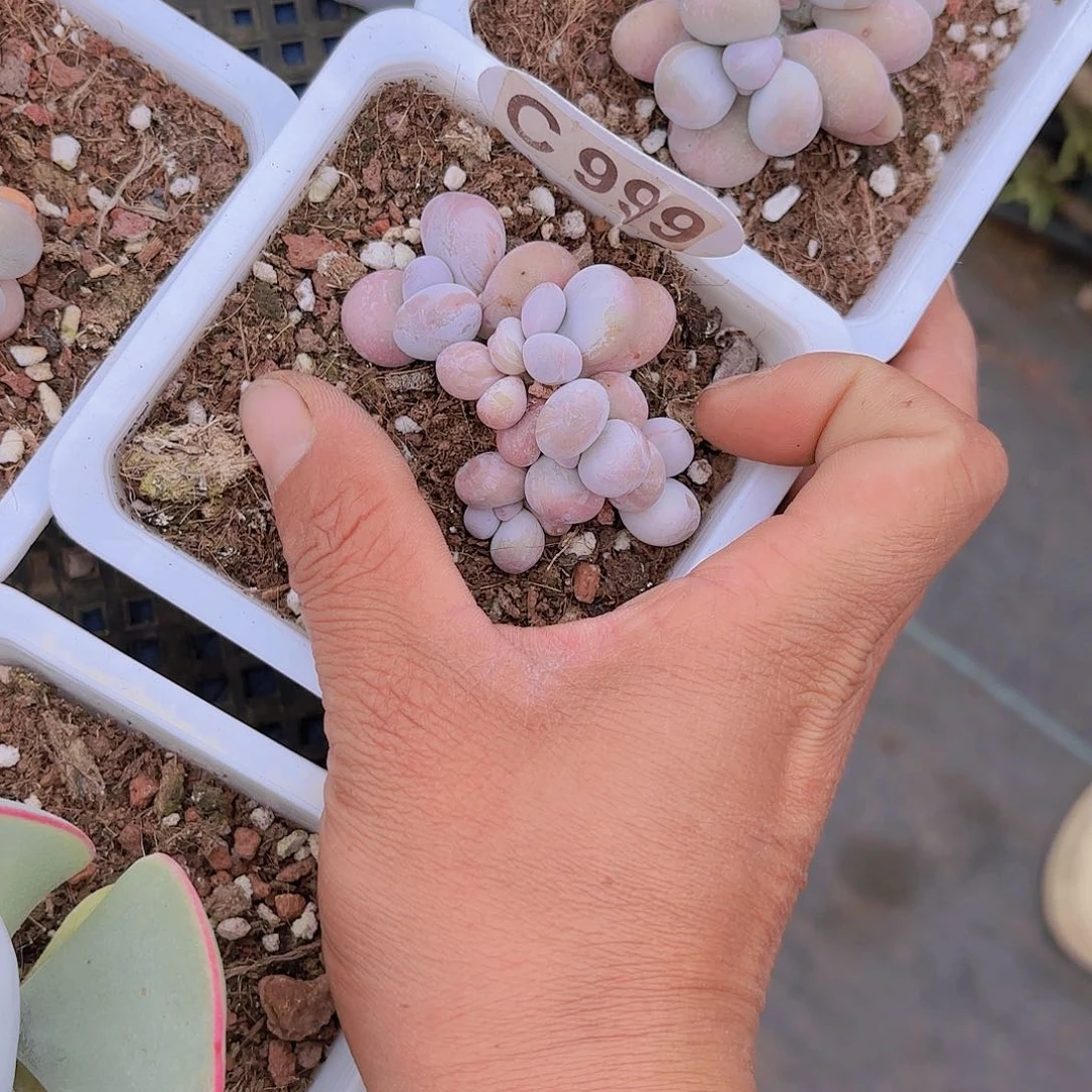 C999奶酪一物一拍