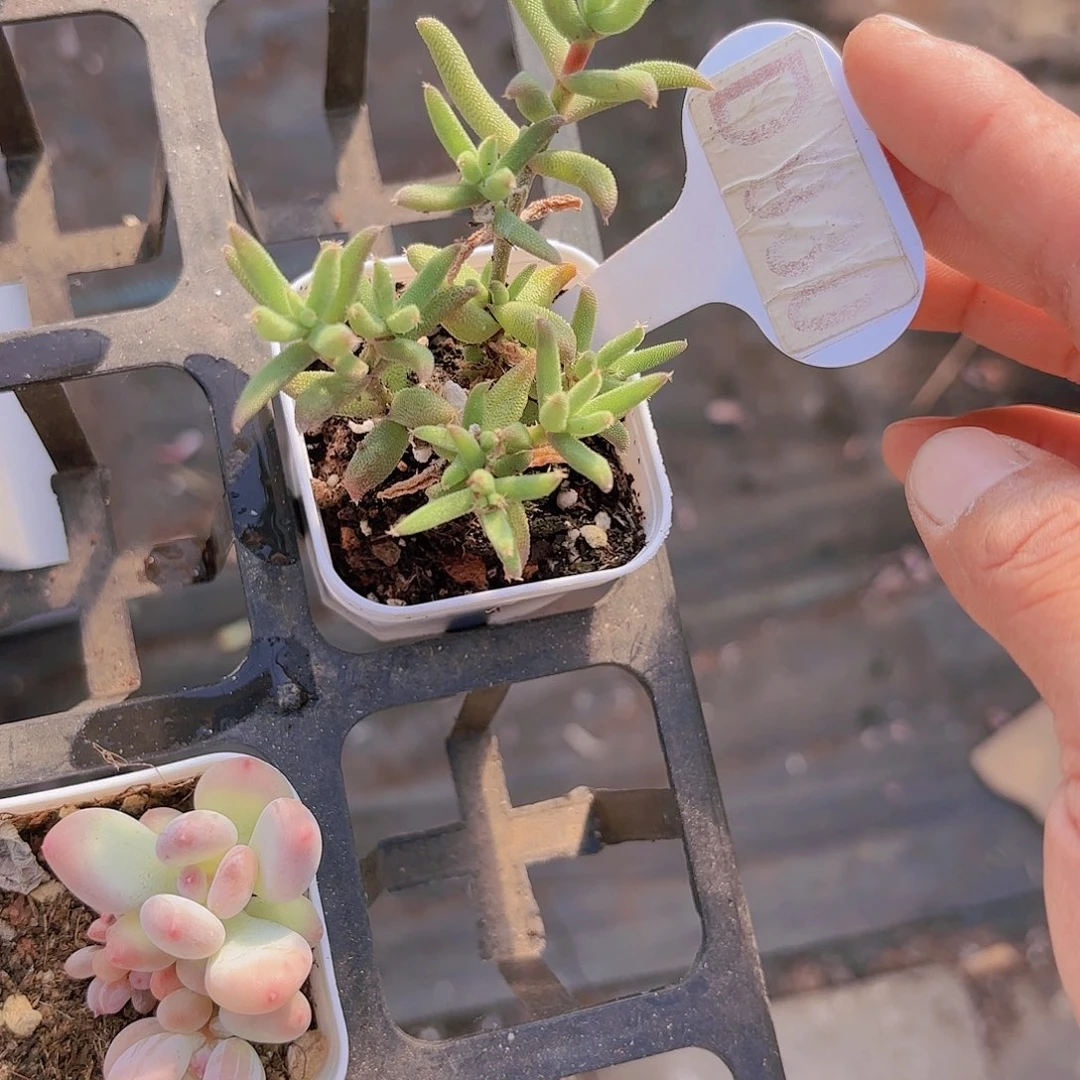 D930玉米一物一拍