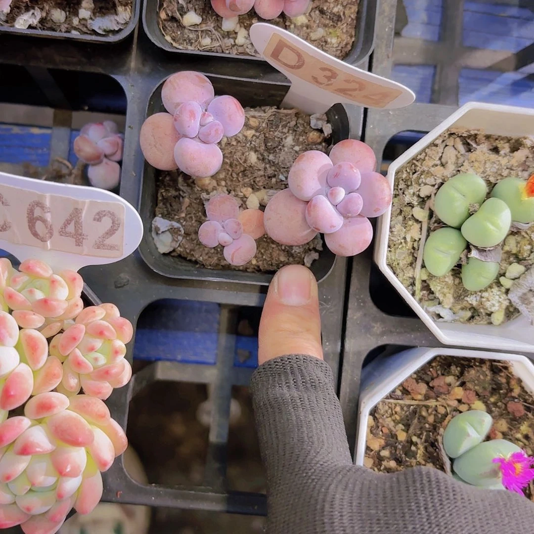 D324腰子蛋一物一拍