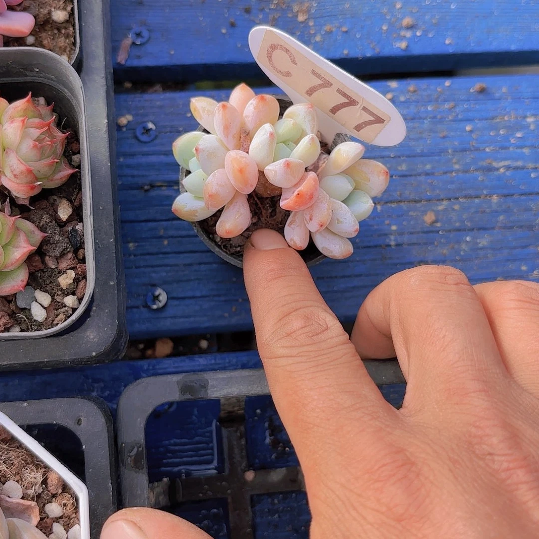 芮***）C777冷香一物一拍