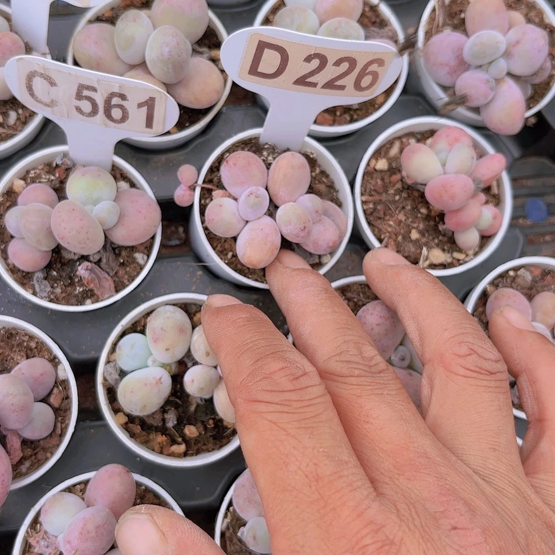 婷*ZD226奶酪一物一拍