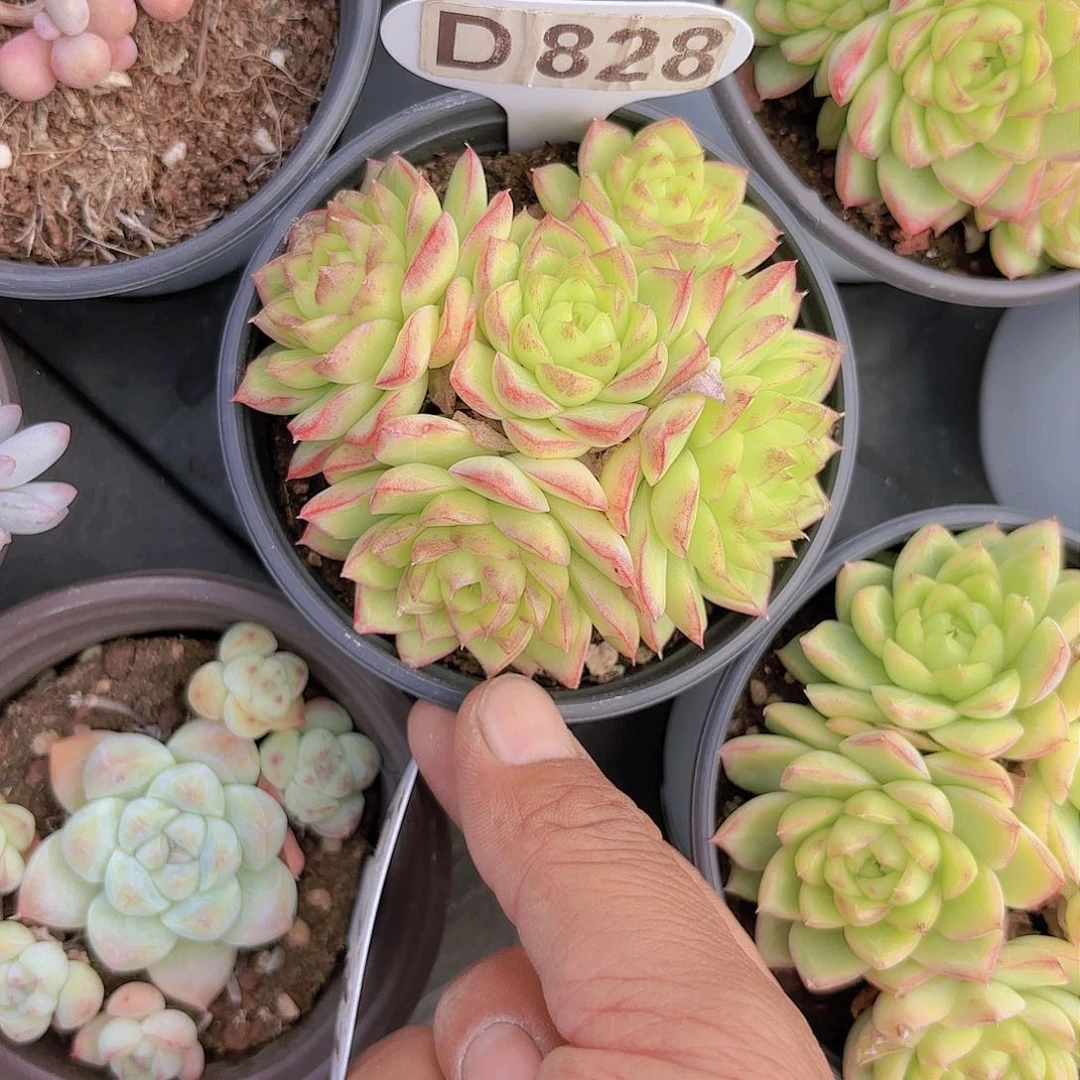 D828女王群yi wu yi pai