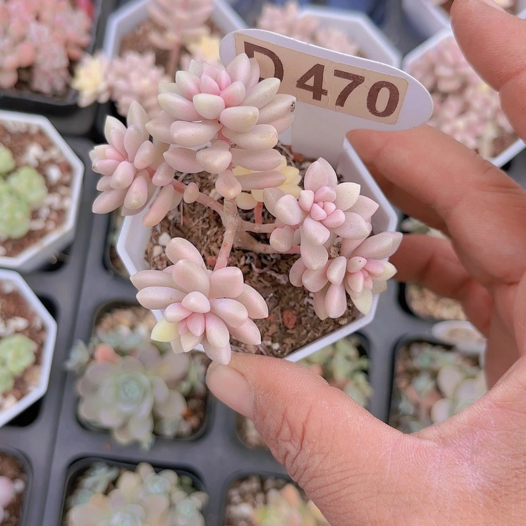 D470姬秋丽锦一物一拍