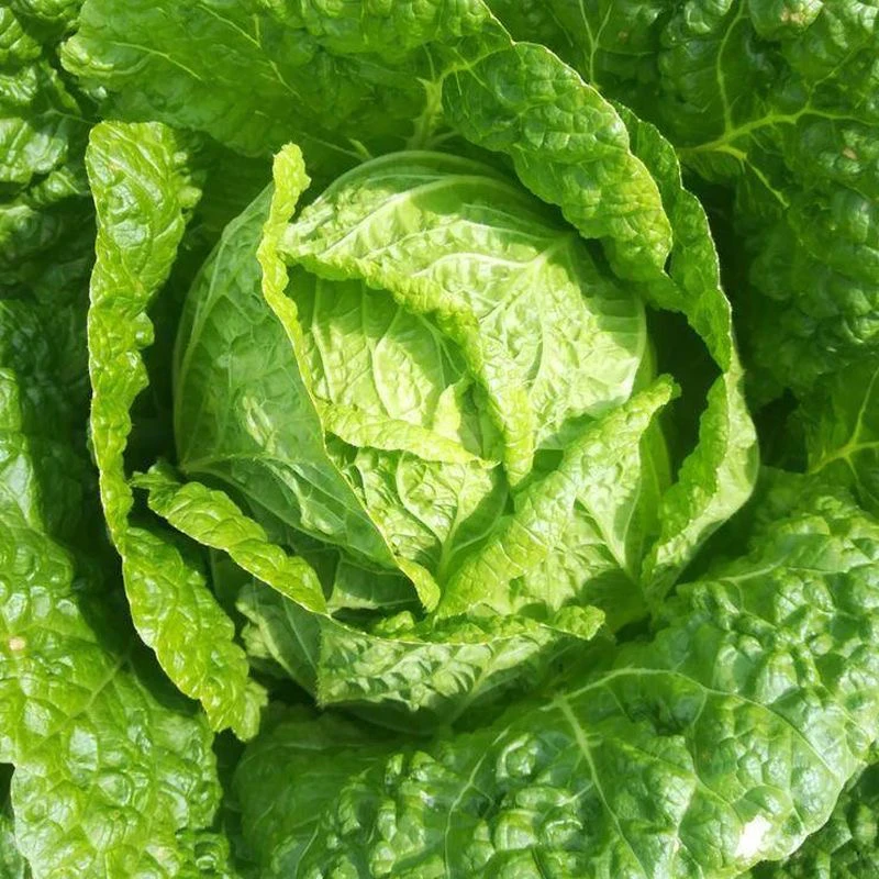 东北大白菜脆甜脆嫩黑土地绿色种植产地直发现砍现发新鲜包邮