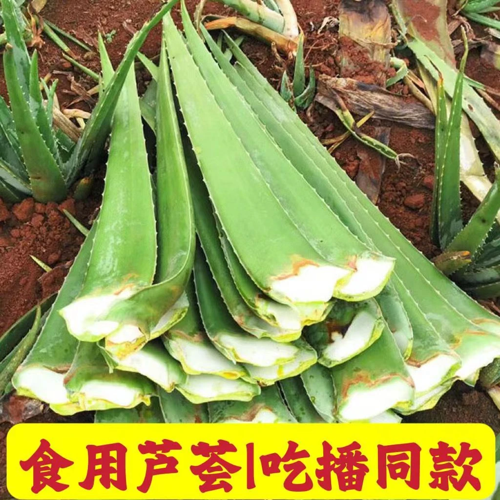 库拉索美容芦荟叶片灌肤补水芦荟新鲜绿植大叶片饱满可食用芦荟叶