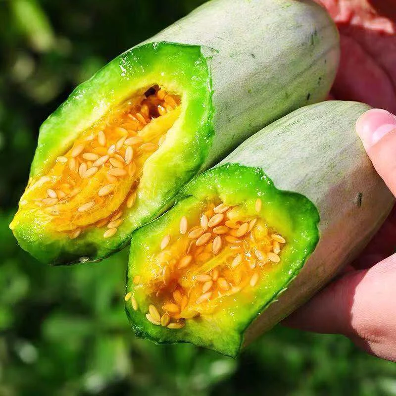 山东羊角蜜甜瓜新鲜水果春季甜瓜香甜酥脆净重4.5斤