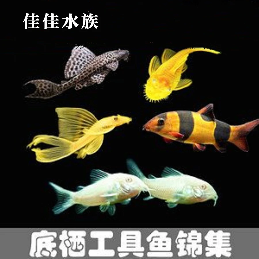 台系清缸除藻黄金24k大帆 红眼大帆 清缸除藻