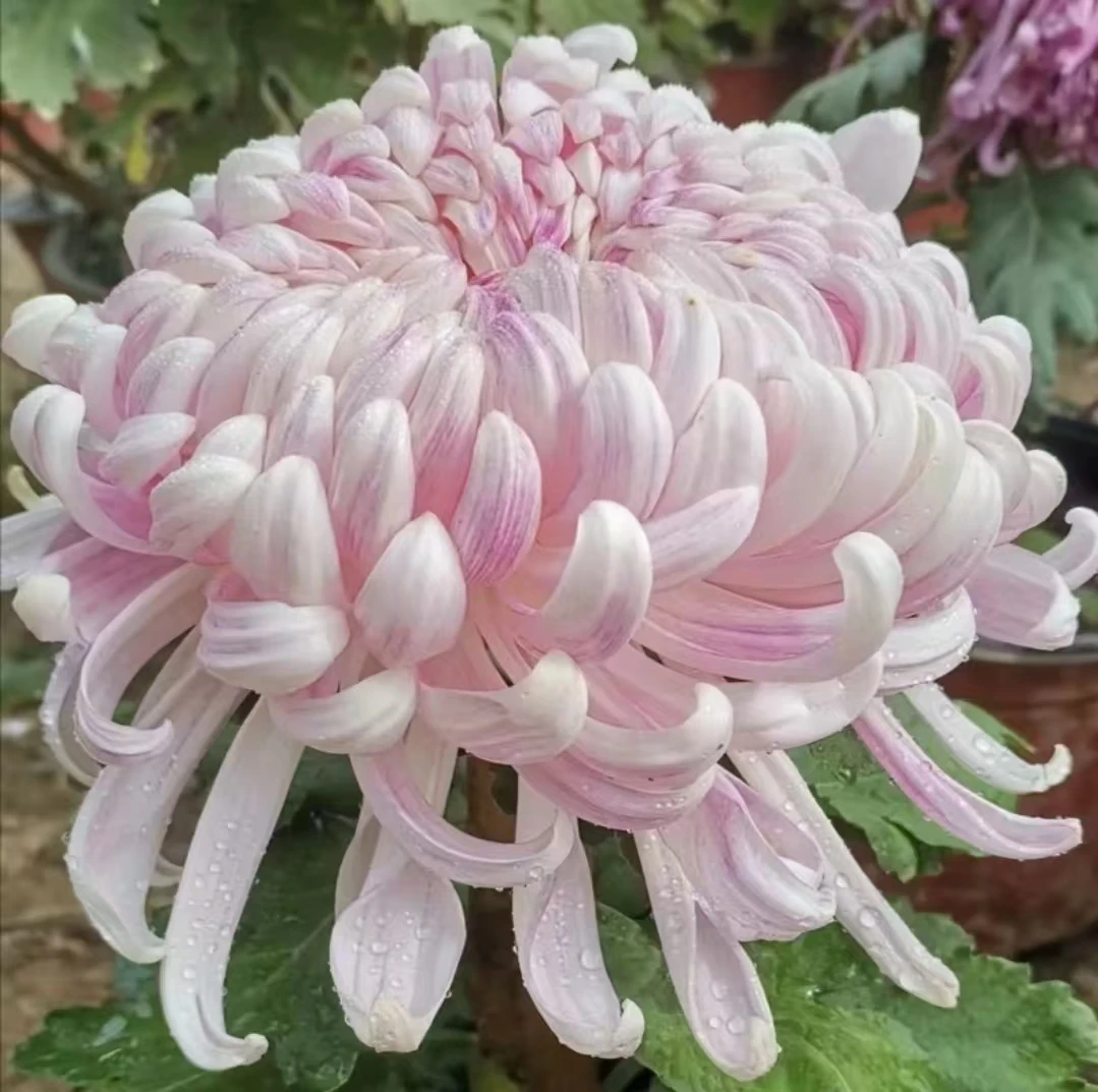 国华贺寿菊花大苗盆栽少量花苞