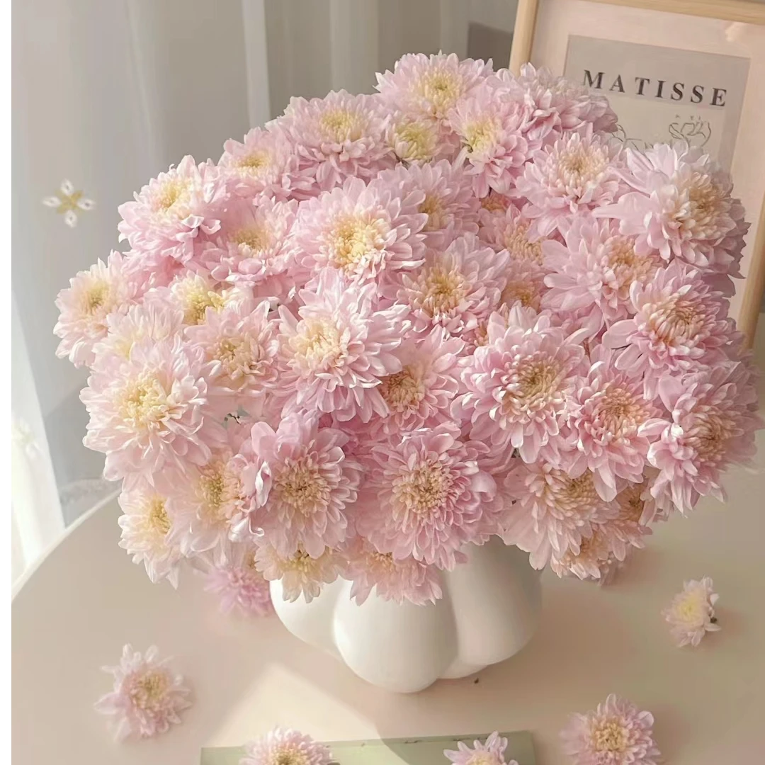 小菊  剪枝 老根 土球发不售后混色随机