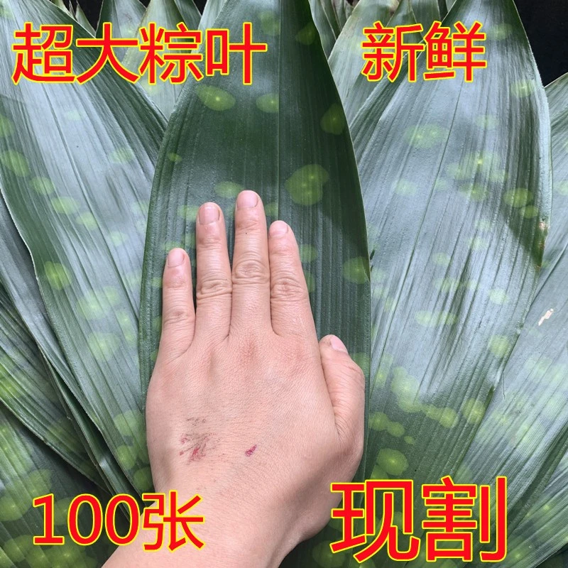 优质粽子叶四川花粽叶一叶兰新鲜粽叶现货现割50张1斤天然包粽子