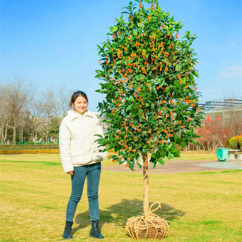 原生桂花树苗四季桂地栽八月庭院花园植物高杆桂花金桂丹桂苗盆栽
