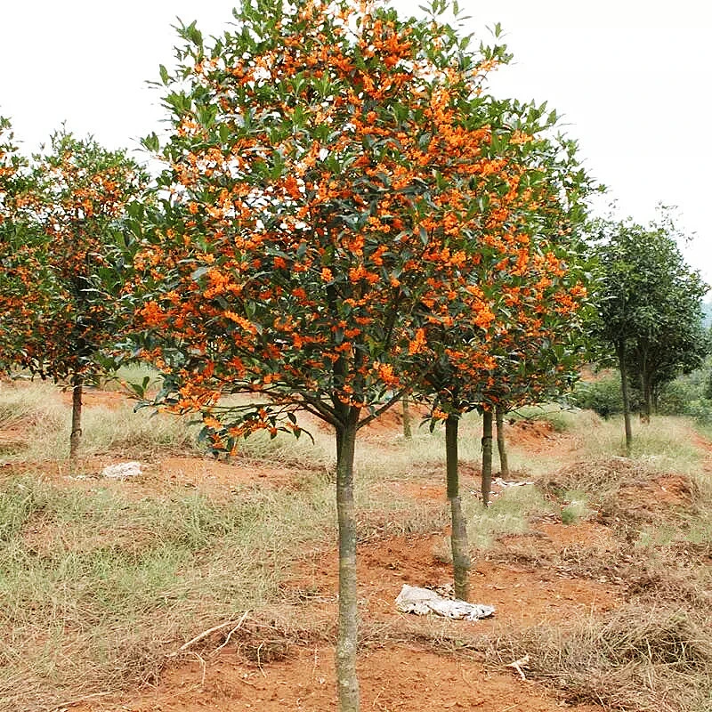 地栽大型四季桂花树苗庭院浓香常青植物景金丹高杆桂花卉室内盆栽