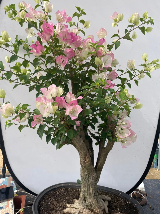 三角梅，网红绿樱，仙气飘飘（一物一拍）