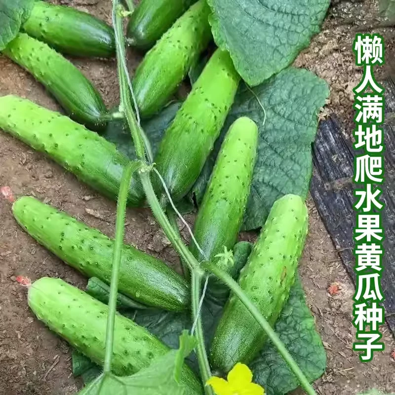 满地爬黄瓜种子 四季水果黄瓜种子 不用搭架 盆栽地栽都可以