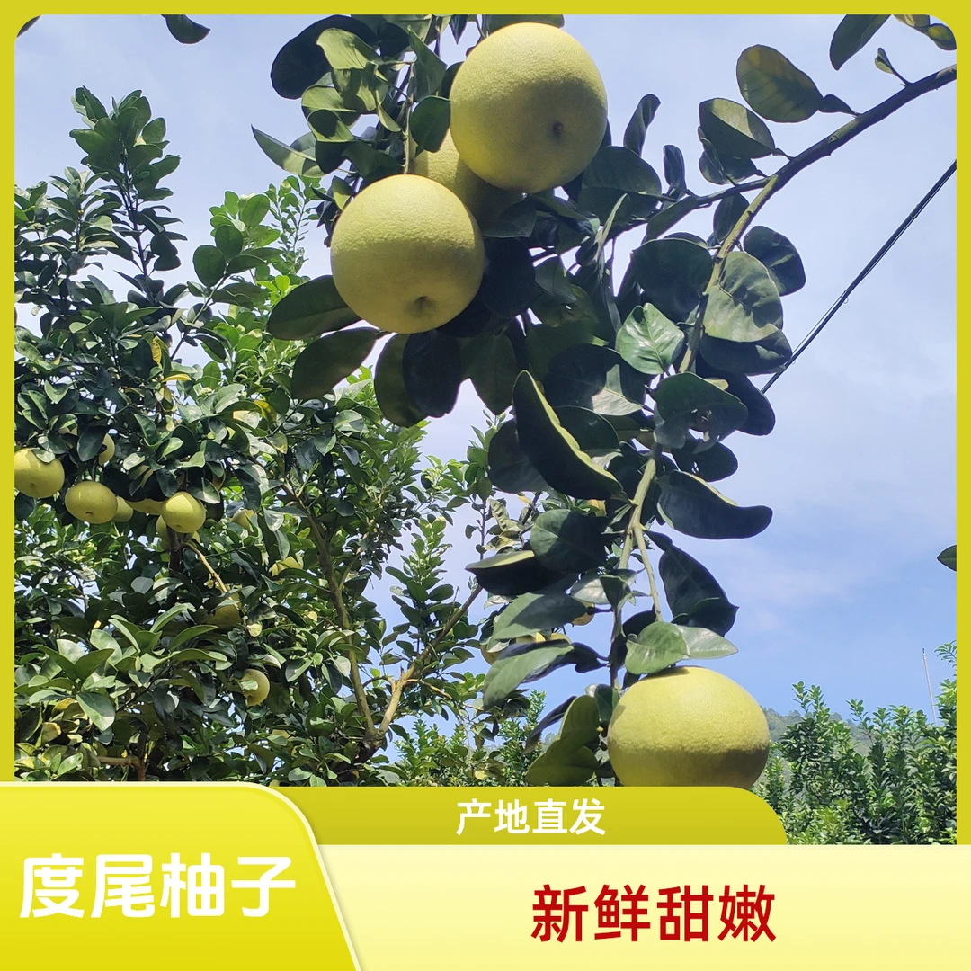 仙游度尾文旦柚4.6斤38.8包邮产地直发肉嫩多汁柔软甜