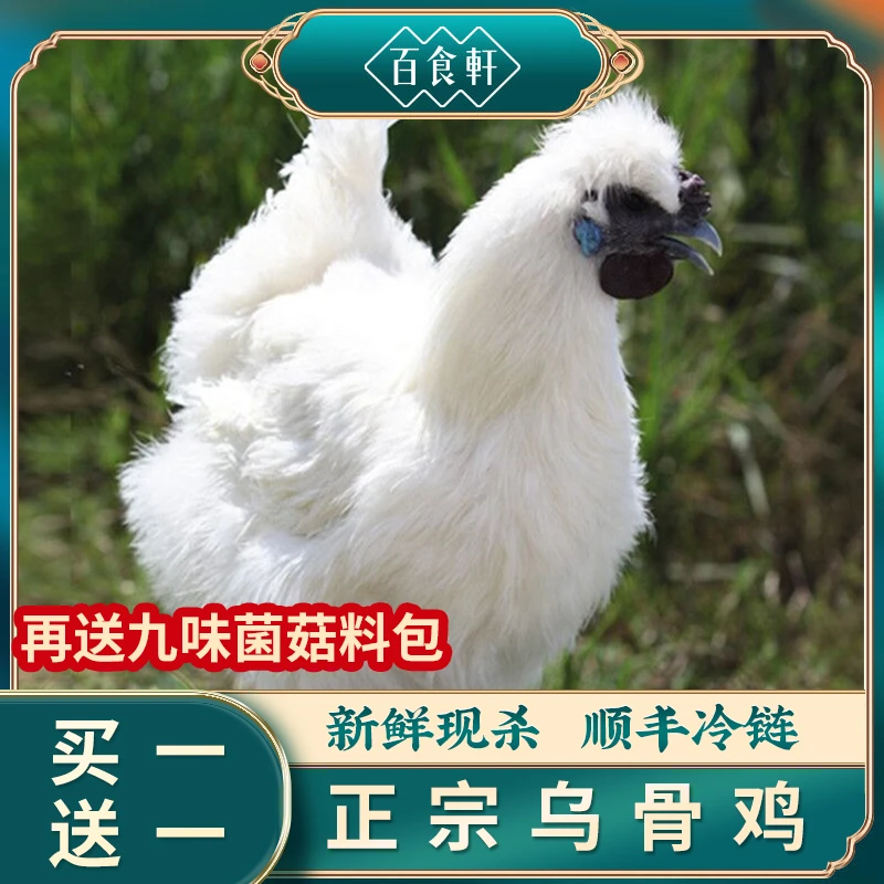 百食轩 正宗新鲜农家生态乌骨鸡买一送一加赠九味菌菇包 冷链 总