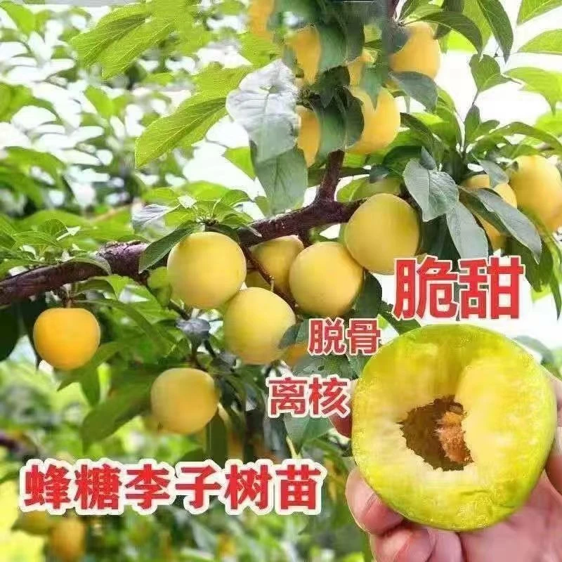 【蜂糖李子苗】新品种李子树苗盆栽地栽适应南北方栽种