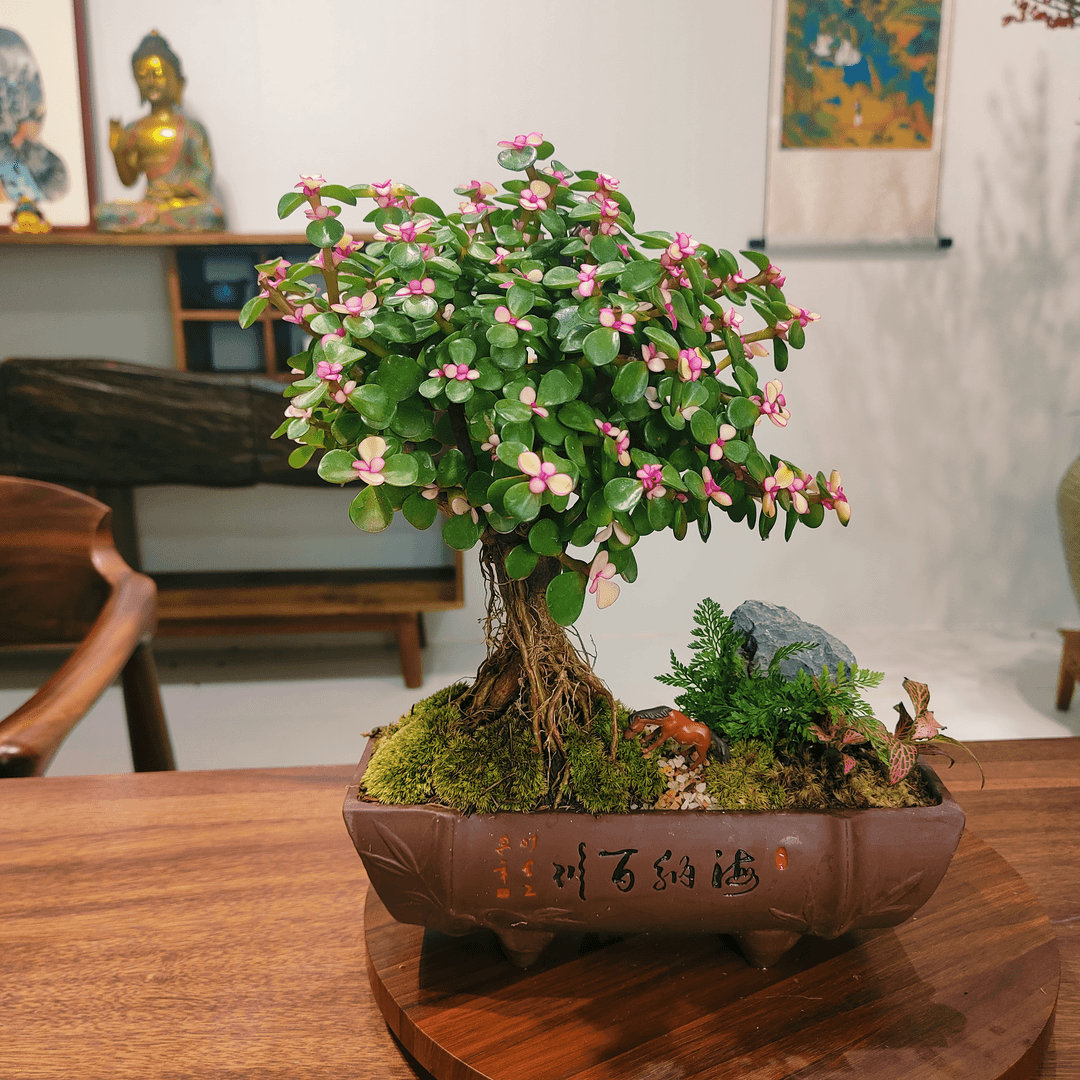 金枝玉叶盆景好养易活花卉客厅室内茶几绿植办公室桌面植物盆栽